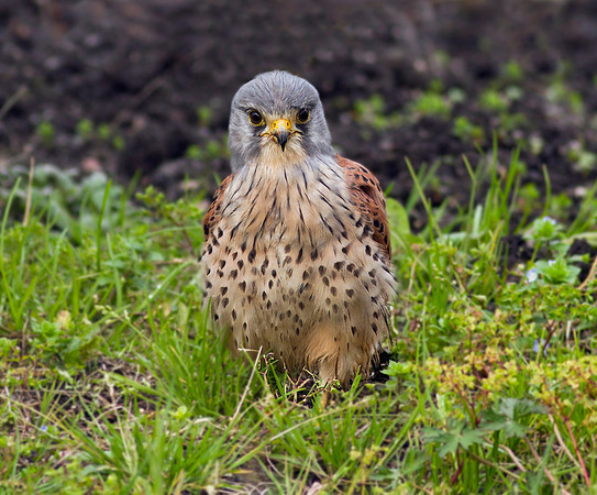 Kestrel male