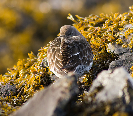 Purple Sandpiper