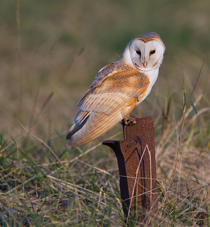 Barn owl