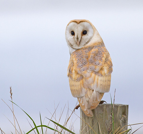 Barn owl