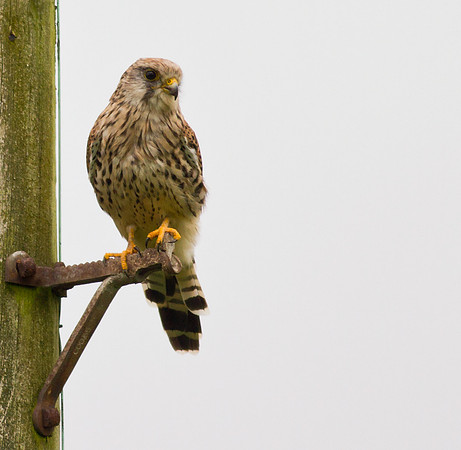 Kestrel female