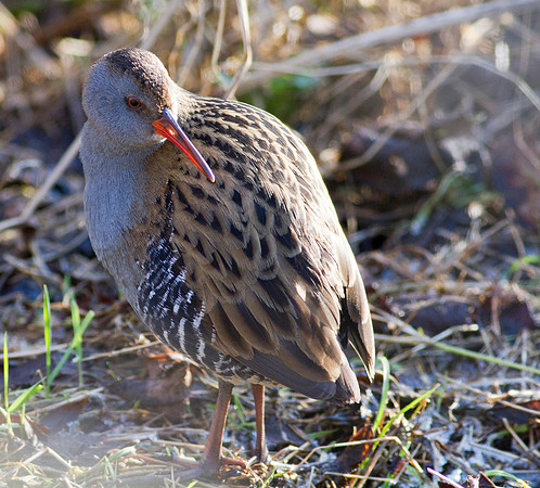 Water Rail