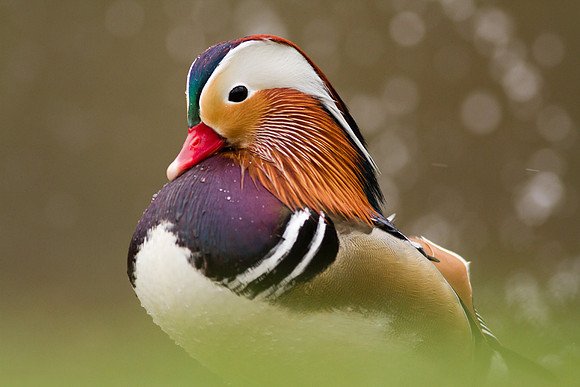 Mandarin male