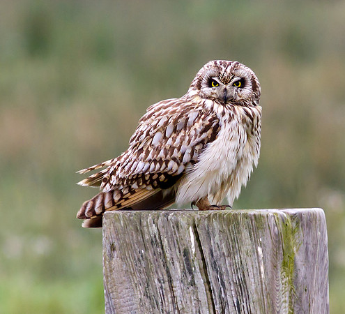 Short eared owl
