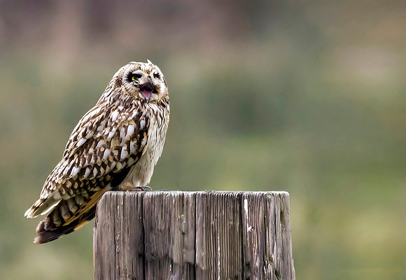 Short eared owl