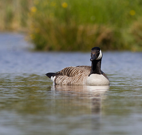Canada Goose