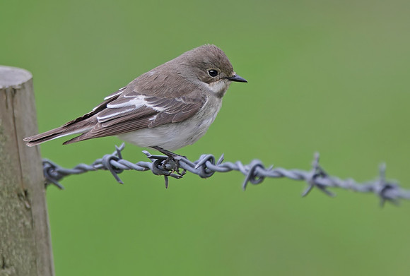 Pied flycatcher female