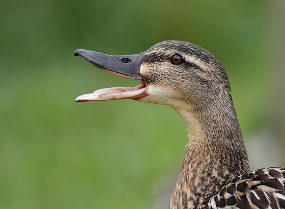 Mallard female