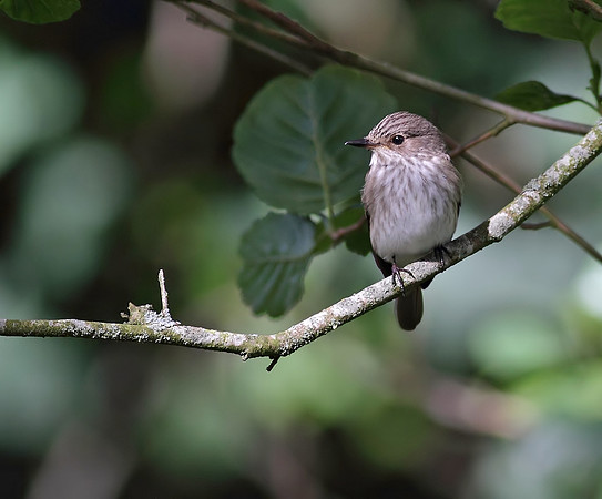 Spotted flycatcher