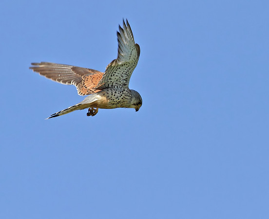 Kestrel