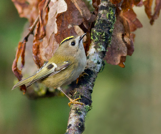Goldcrest