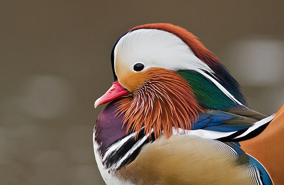 Mandarin male
