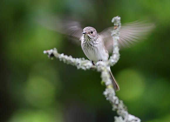 Spotted flycatcher