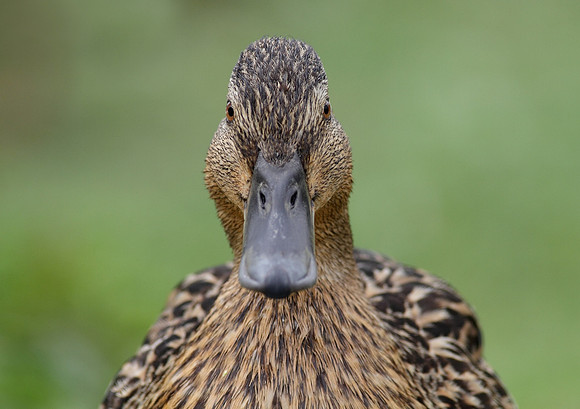 Mallard female