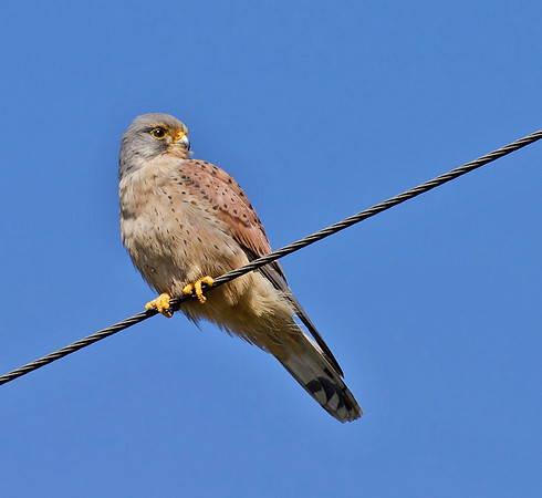 Kestrel male