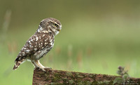 Little owl