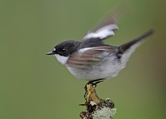 Pied flycatcher