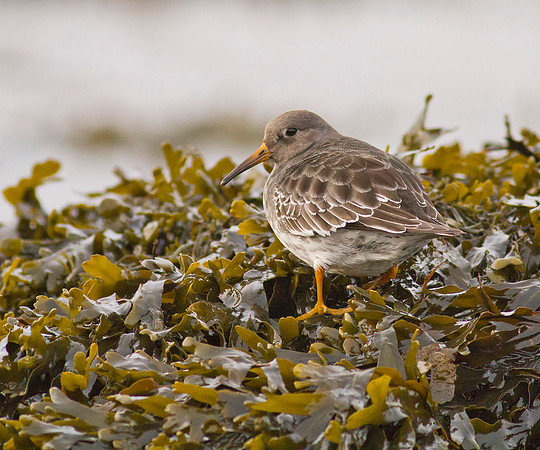 Purple Sandpiper