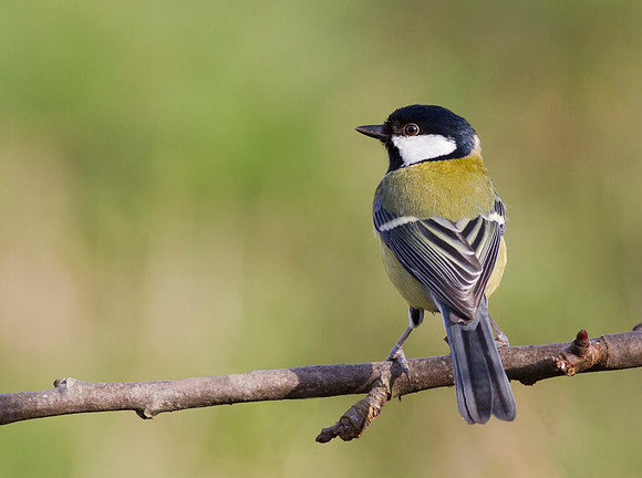 Great Tit