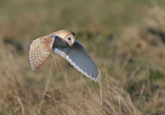 Barn owl
