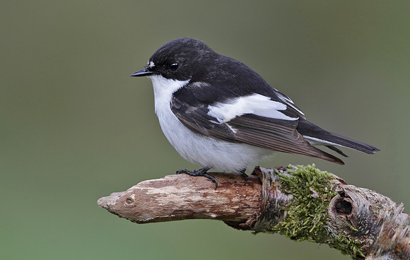 Pied flycatcher