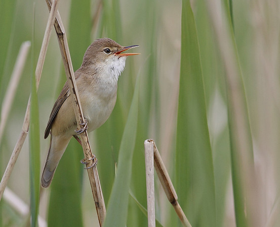 Reed warbler