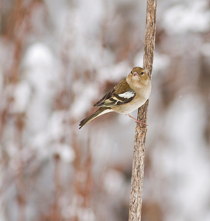 Chaffinch female