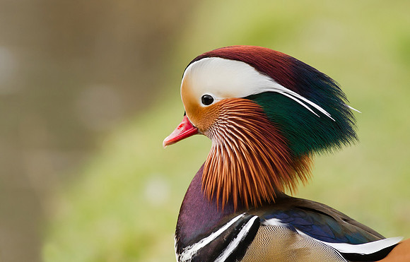 Mandarin male