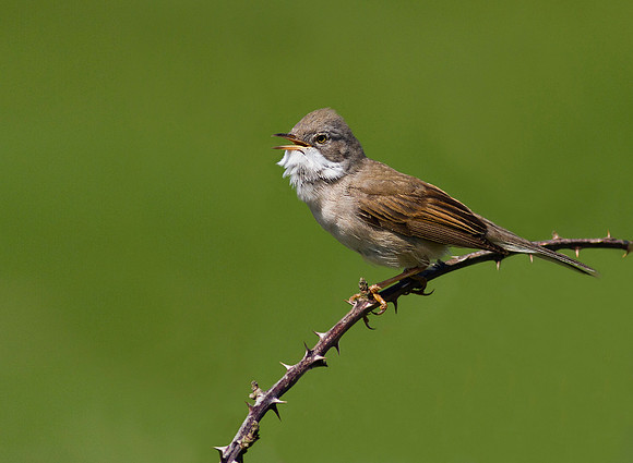 Whitethroat