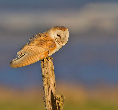 Barn owl