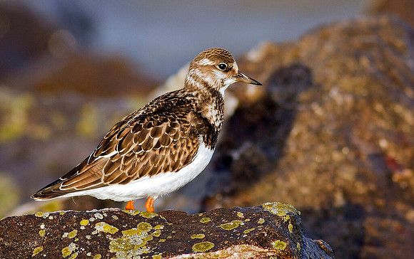 Turnstone