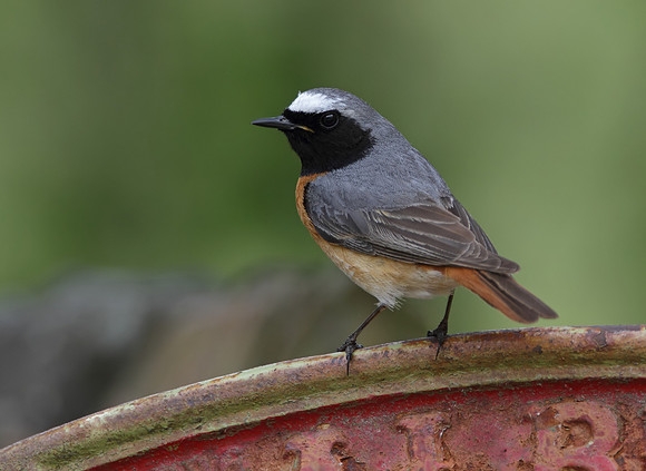 Redstart male