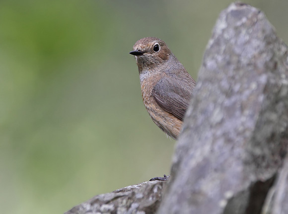Redstart female