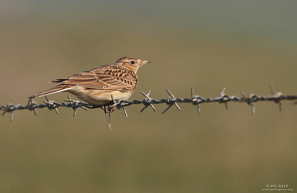 Skylark