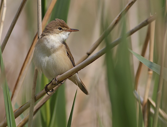 Reed warbler