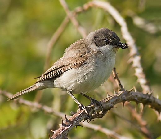 Lesser whitethroat