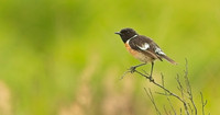 Stonechat male