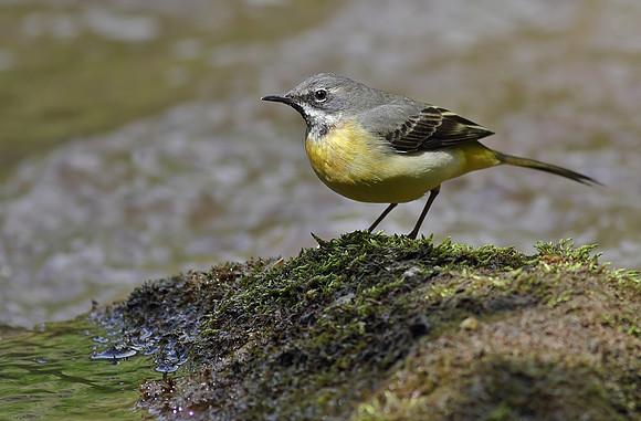 Grey wagtail