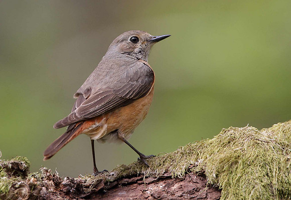 Redstart female