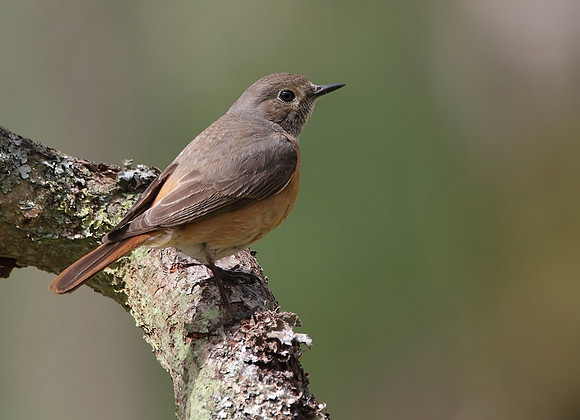 Redstart female