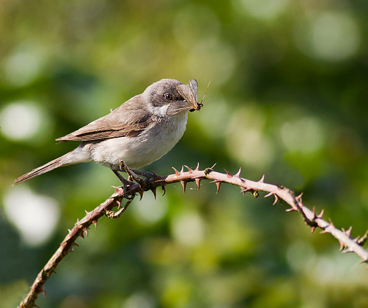 Lesser Whitethroat