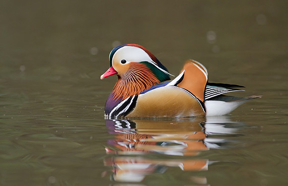 Mandarin male