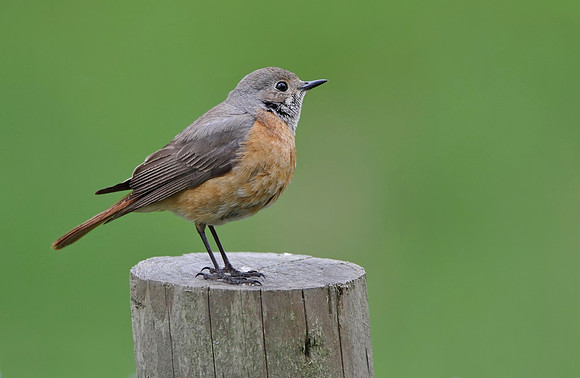 Redstart  female