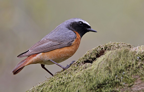 Redstart male