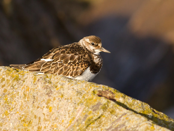 Turnstone