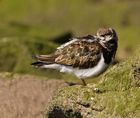 Turnstone