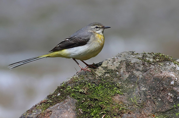 Grey wagtail. Motacilla cinerea