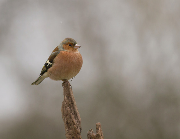 Chaffinch male