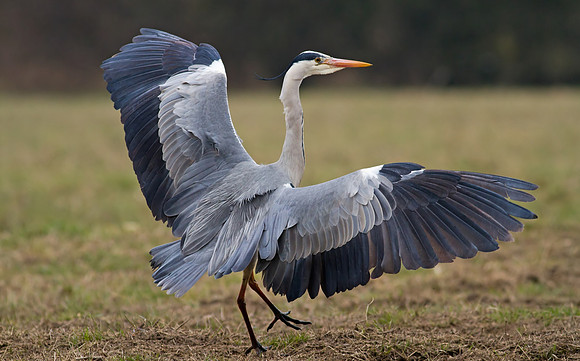 Grey Heron