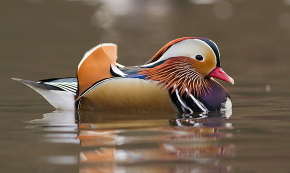 Mandarin male